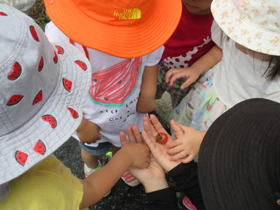 トマト、あかくなったよ🍅